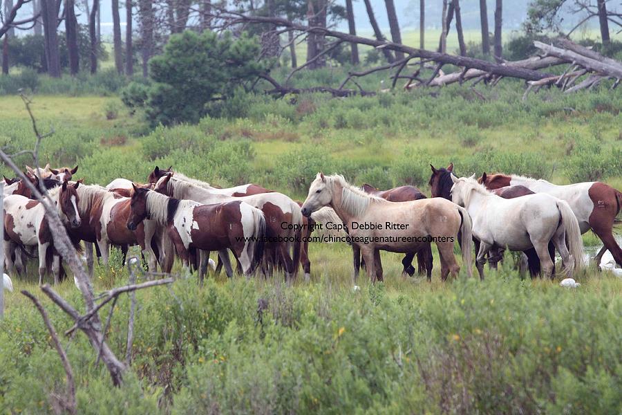 Wild Horses Photograph - Mailys Herd by Captain Debbie Ritter Wild Horses Photograph - Mailys Herd by Captain Debbie Ritter