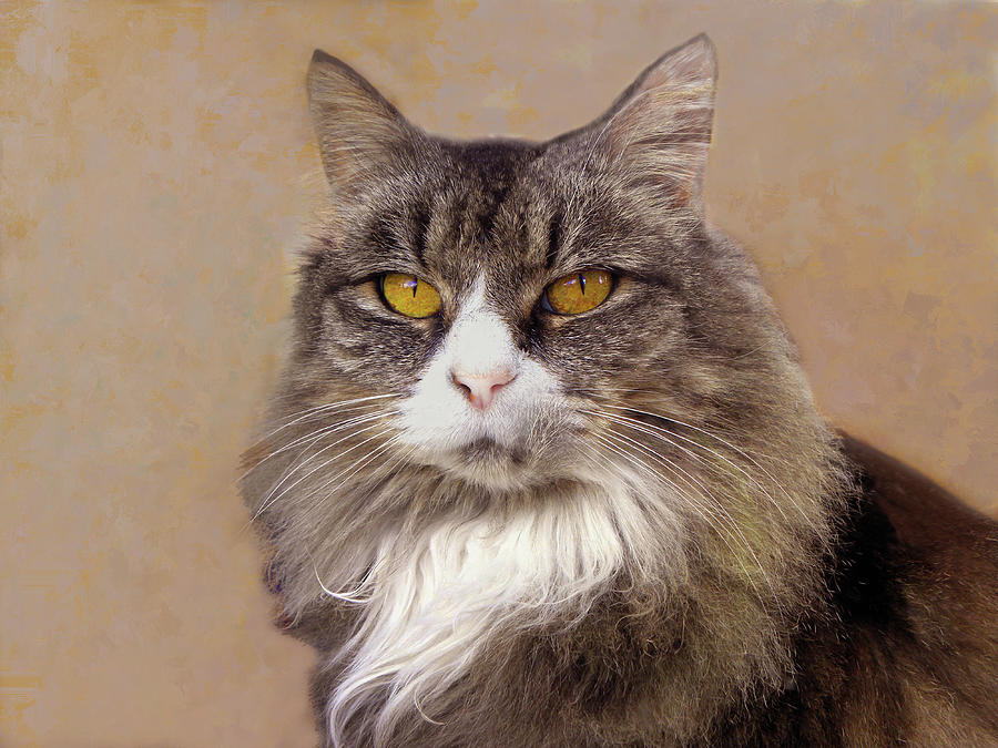 Main Coon Cat Portrait  Photograph by Sandi OReilly