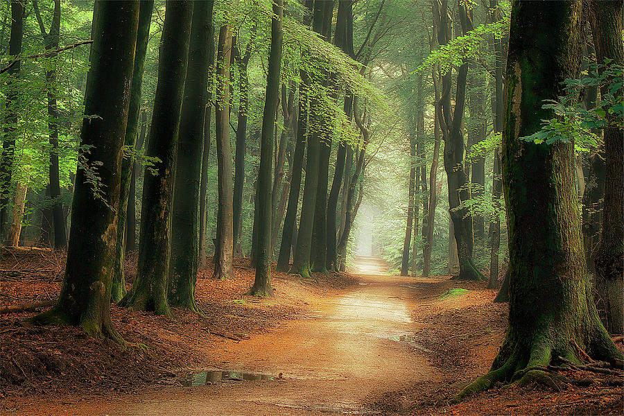 Main road to Middle Earth Photograph by Rigo Meens - Fine Art America