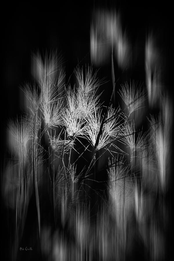 Abstract Photograph - Maine Abstract by Bob Orsillo