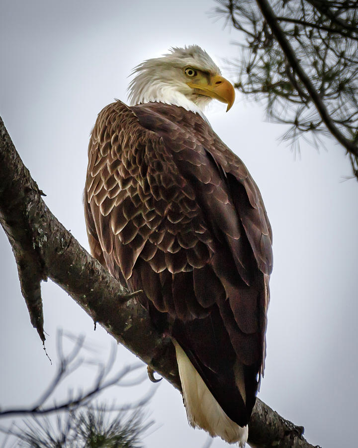 Maine Bald Eagle Photograph by Rick Browne - Fine Art America