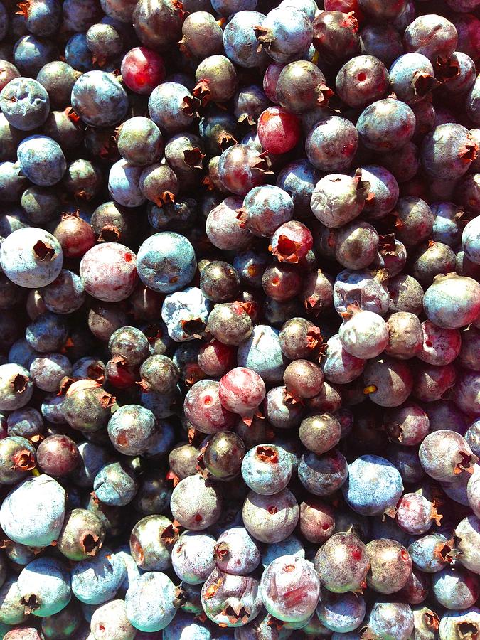 Maine Blueberries Photograph by Polly Castor