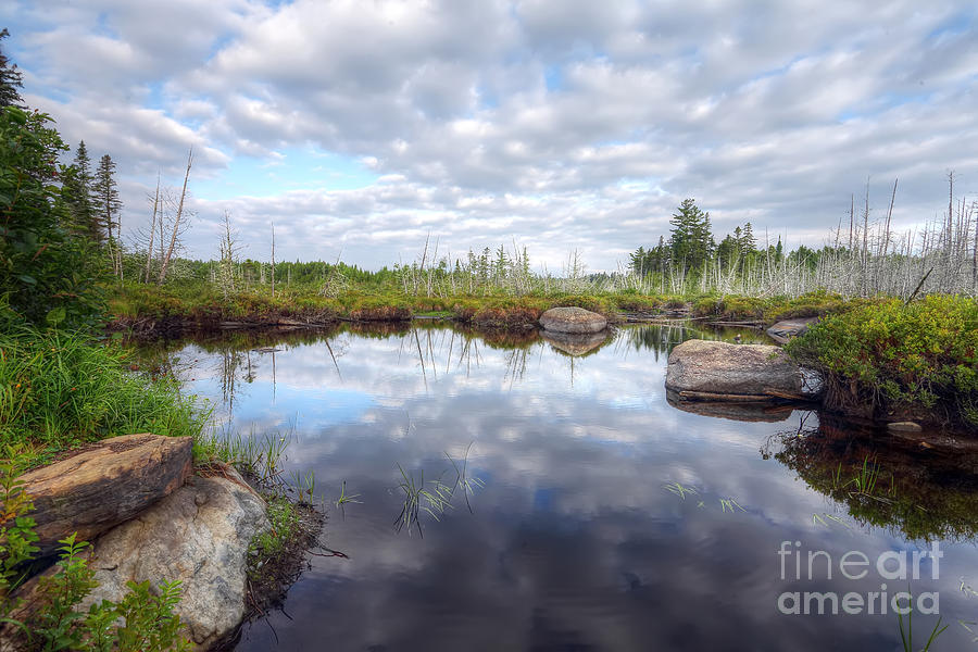 Maine Bog Photograph by Rick Mann