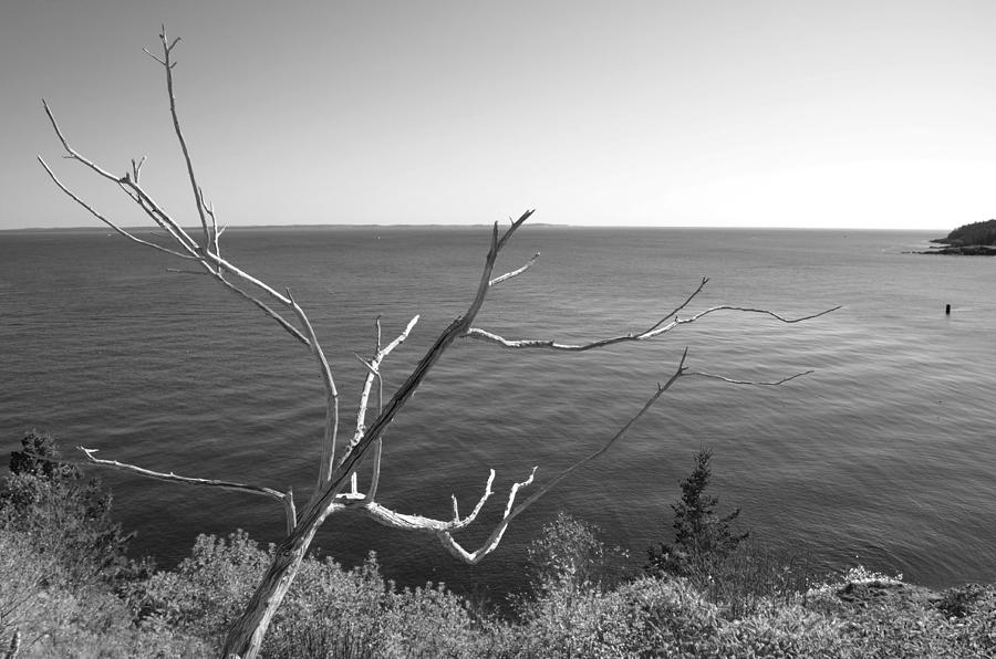 Maine Coastline Photograph by Corinne Rhode