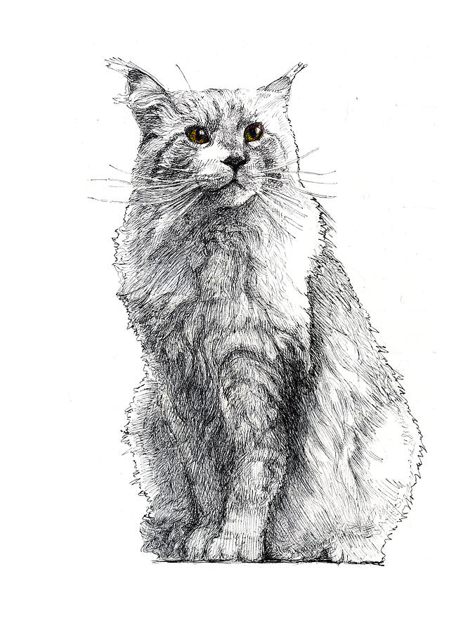 Maine Coon Cat Dimensions  Drawings  Dimensionscom