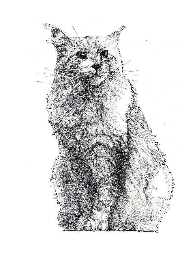 Maine Coon Drawing by Alexander Potekhin Fine Art America