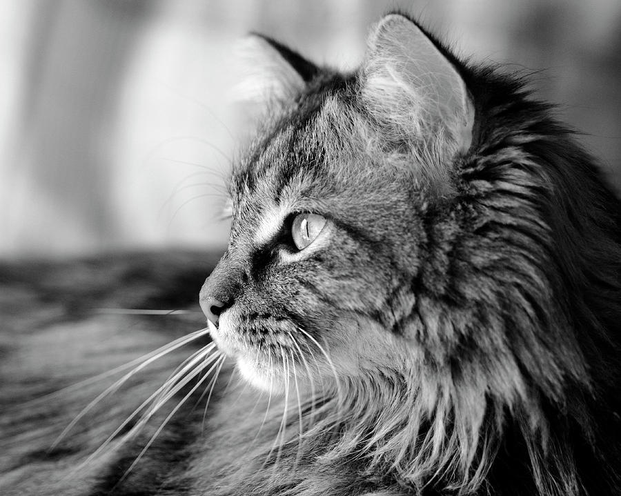 Maine Coon Black and White Photograph by Angela Murdock
