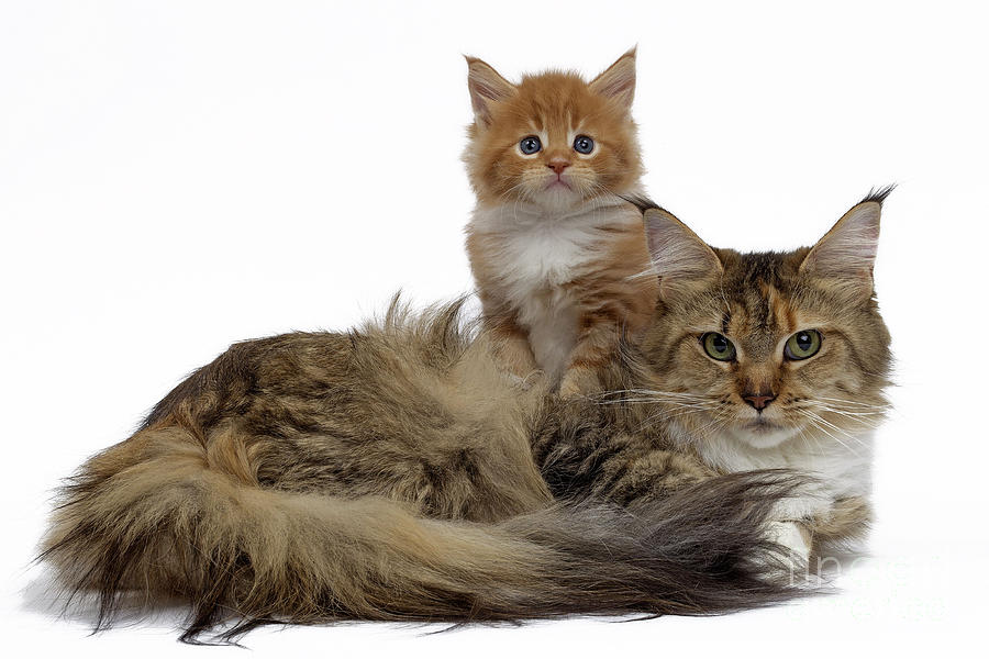 Maine Coon Cat And Kitten Photograph by Jean-Michel Labat