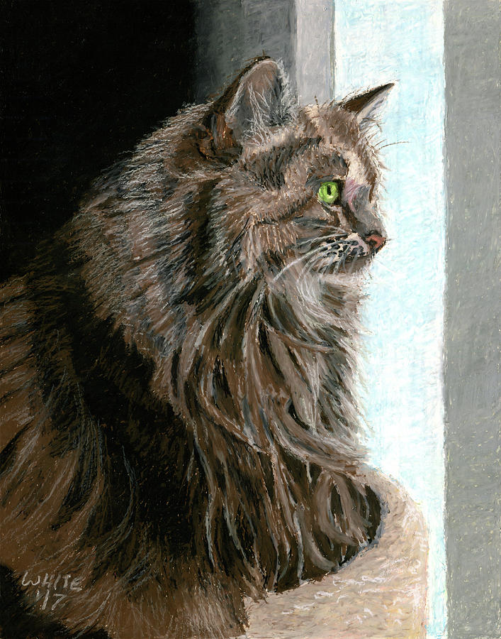 Maine Coon Cat in Window by Dominic White Maine Coon Cat in Window by Dominic White