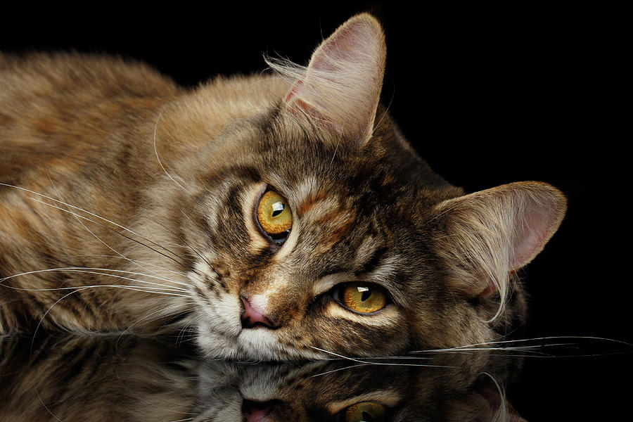 Cat Photograph - Maine Coon Cat Lying, Looks Cute Isolated on Black Background by Sergey Taran