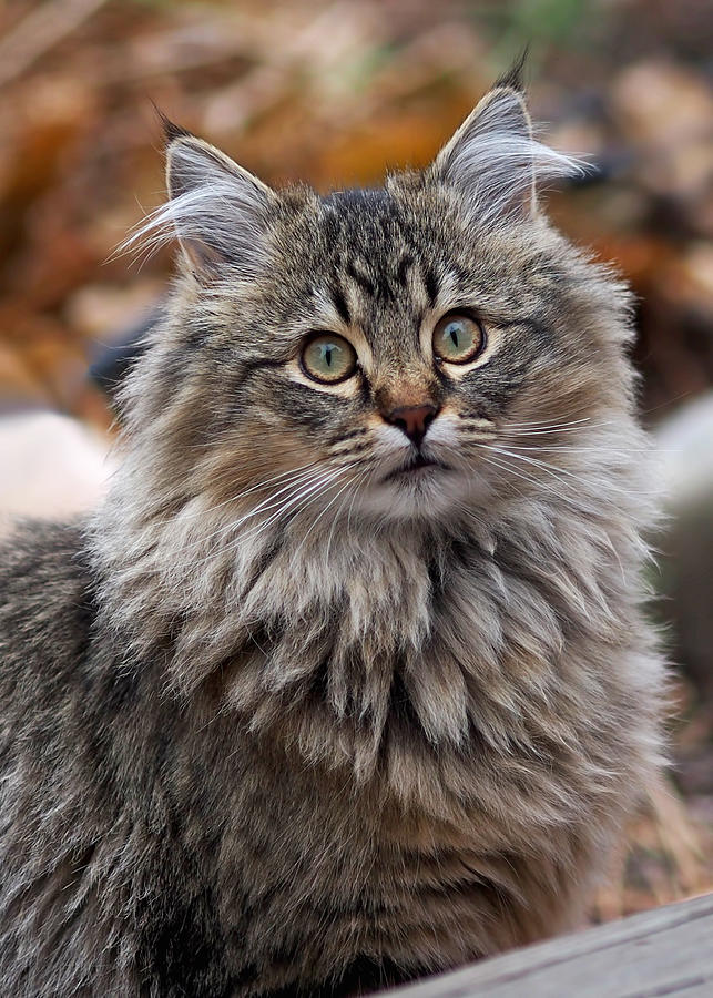Maine Coon Cat Photograph by Rona Black