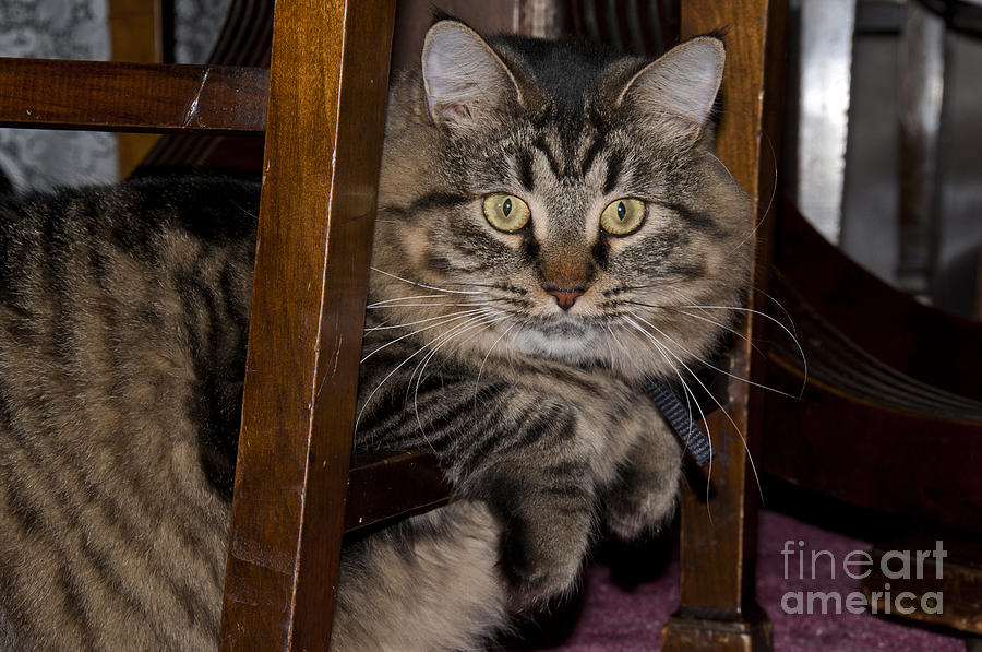Maine Coon Cat Photograph by William H. Mullins