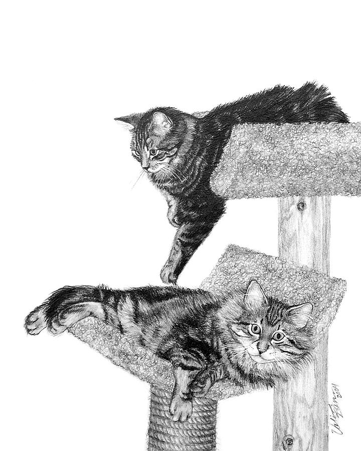 Maine Coon Cats Drawing by Valerie Evanson
