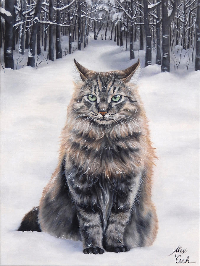 Maine Coon Cat Snow | Best Cat Wallpaper