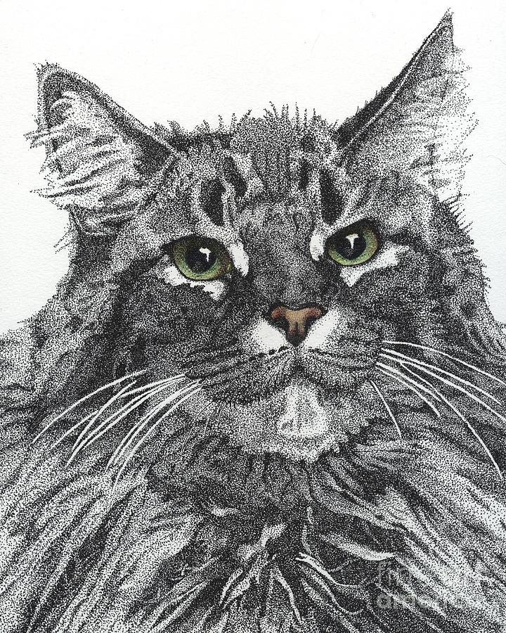 Maine Coon Drawing by Jennefer Chaudhry