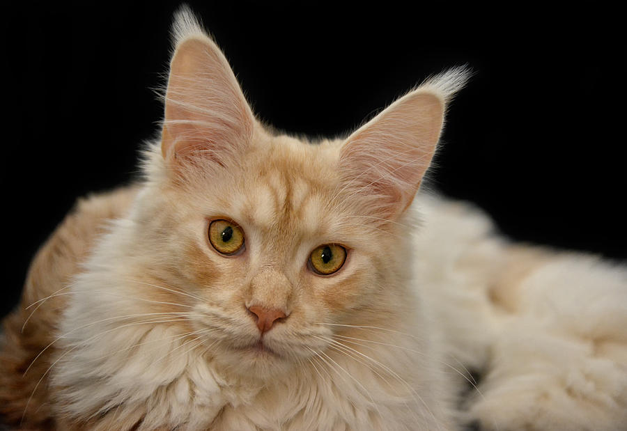 Maine Coon Photograph
