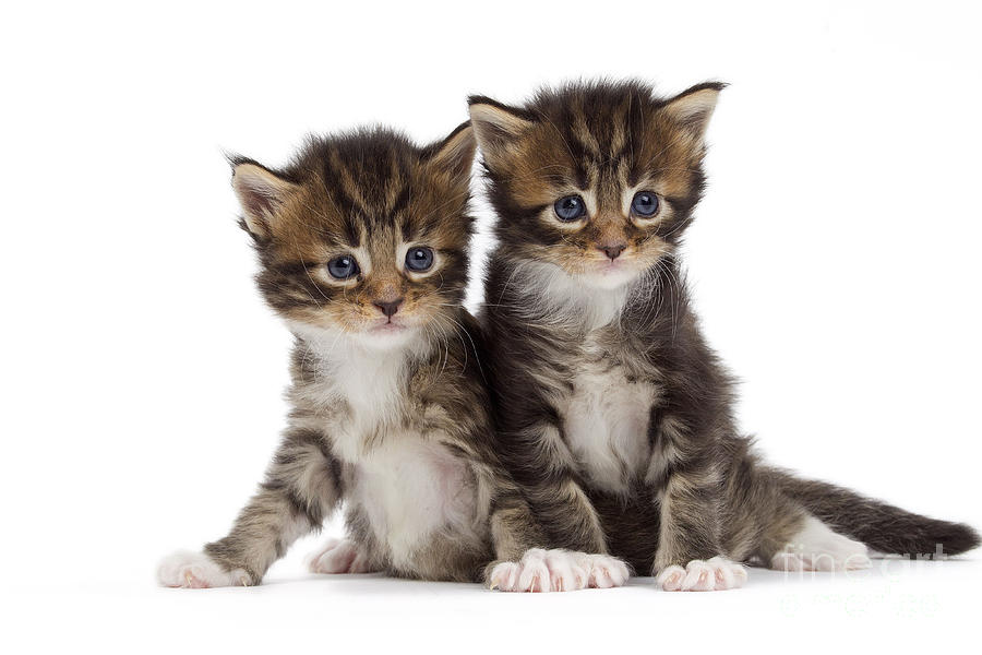 Maine Coon Kittens Photograph by Jean-Michel Labat