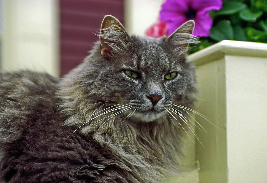 Maine Coon Portrait Photograph by Sally Weigand