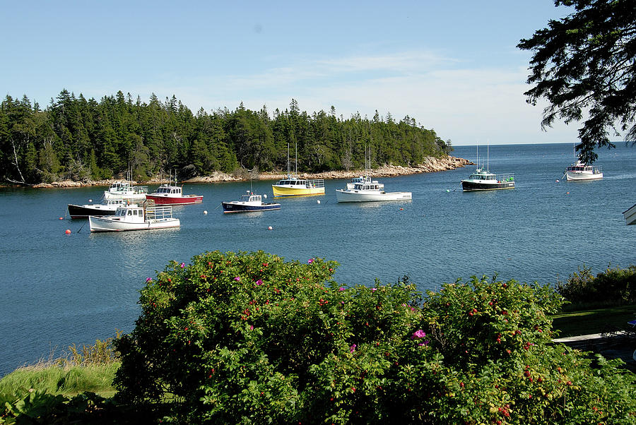 Lobster Boats Photograph - Maine cove by David Campione