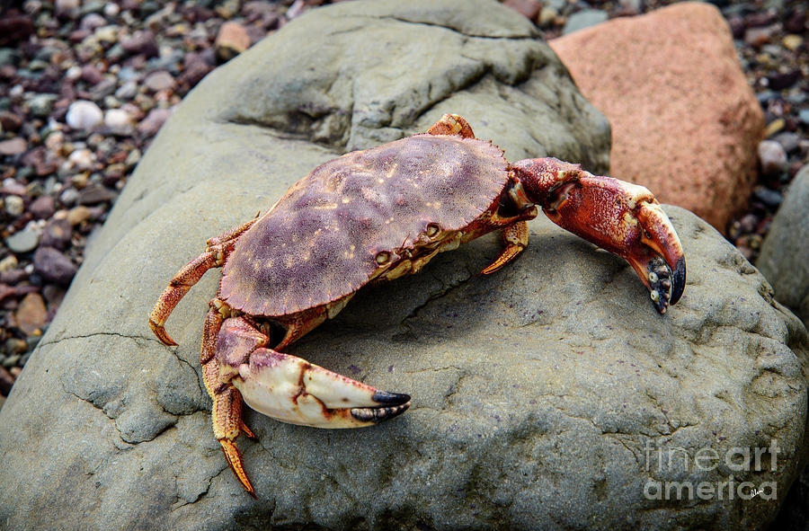Nature Photograph - Maine Crab by Alana Ranney