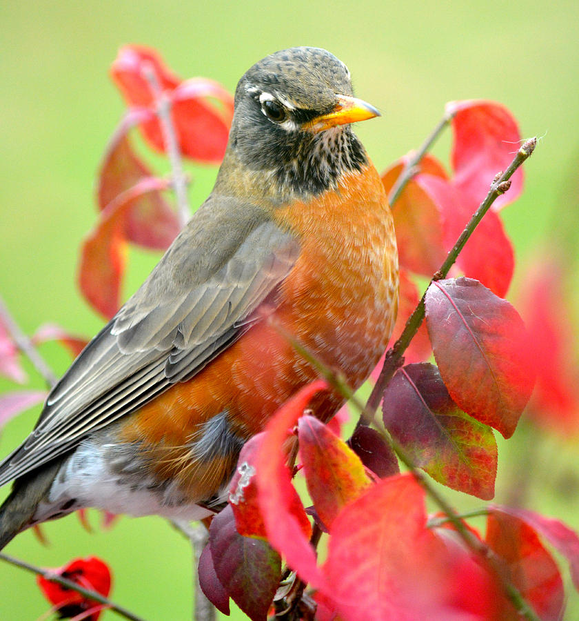 Maine Fall Robin Photograph by Sheila Price