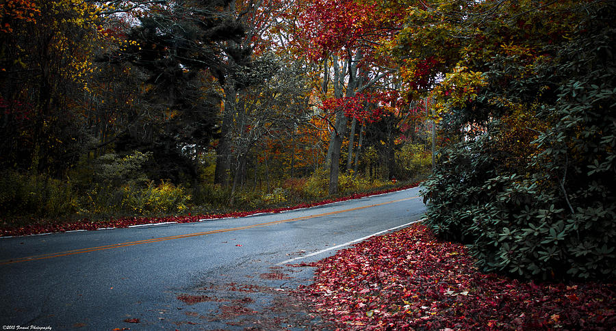 Maine Foliage 3 Photograph by Debra Forand
