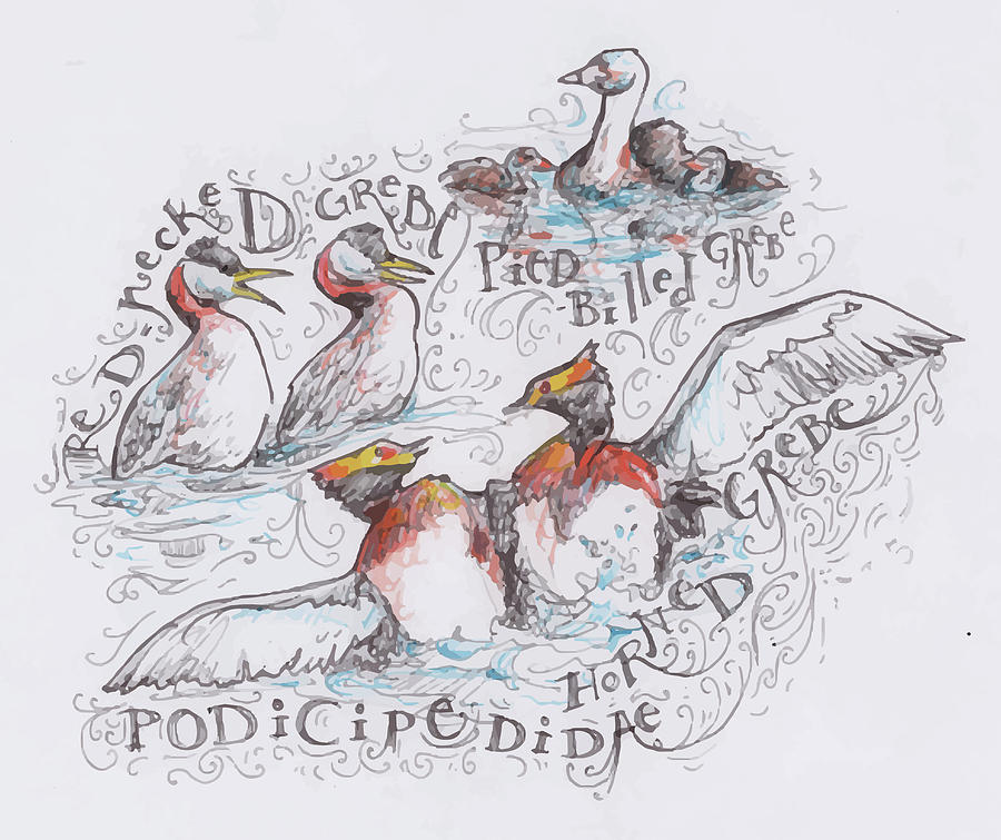 Maine Grebes by Hannah Dean Maine Grebes by Hannah Dean