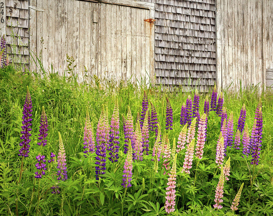 Maine Lupines and Weathered Cedar Shakes Photograph by John Vose