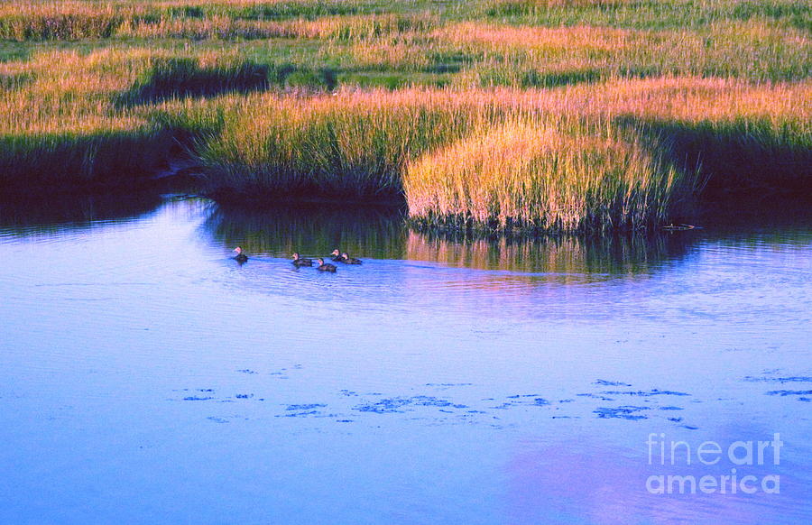 Peaceful Maine Marsh at Dusk Photograph by Sybil Staples