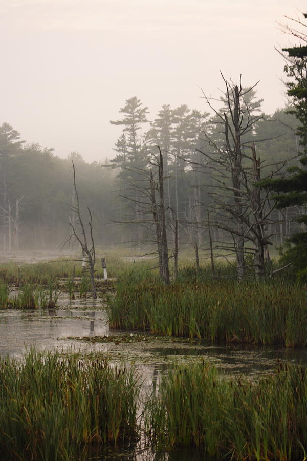Landscape Photograph - Maine Marsh by Doug Mills