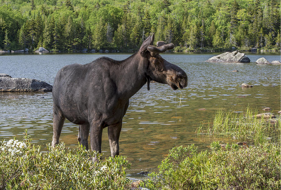 Moose Photograph - Maine Moose at Sandy Stream Pond by Gordon Ripley