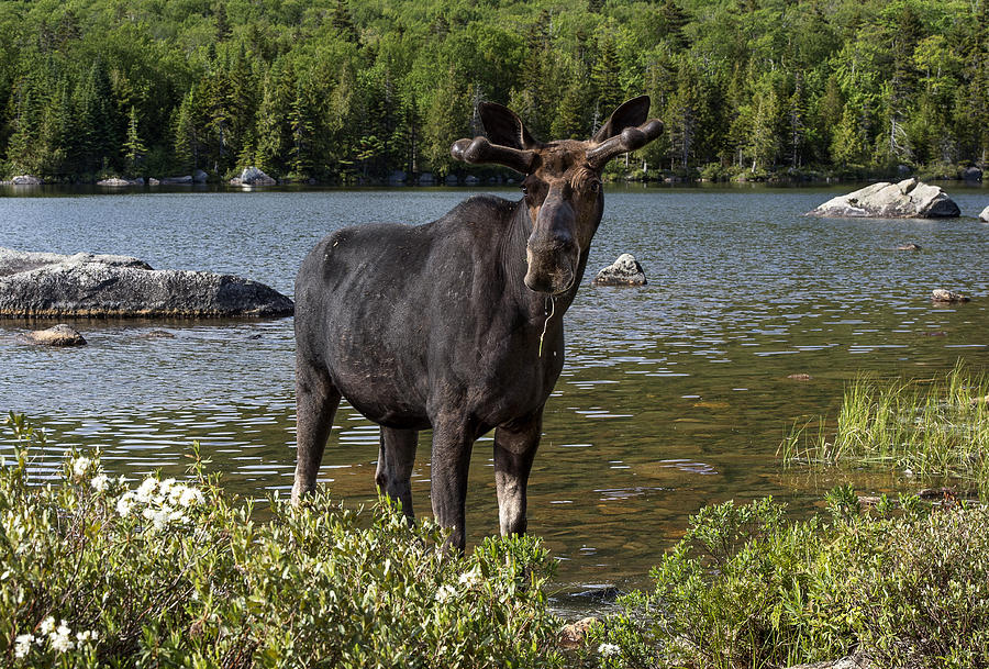 Maine Moose #3 Photograph by Gordon Ripley