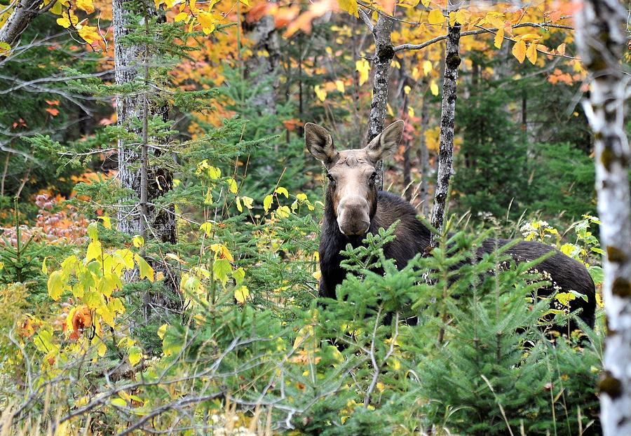 Maine Moose Photograph by Jewels Hamrick