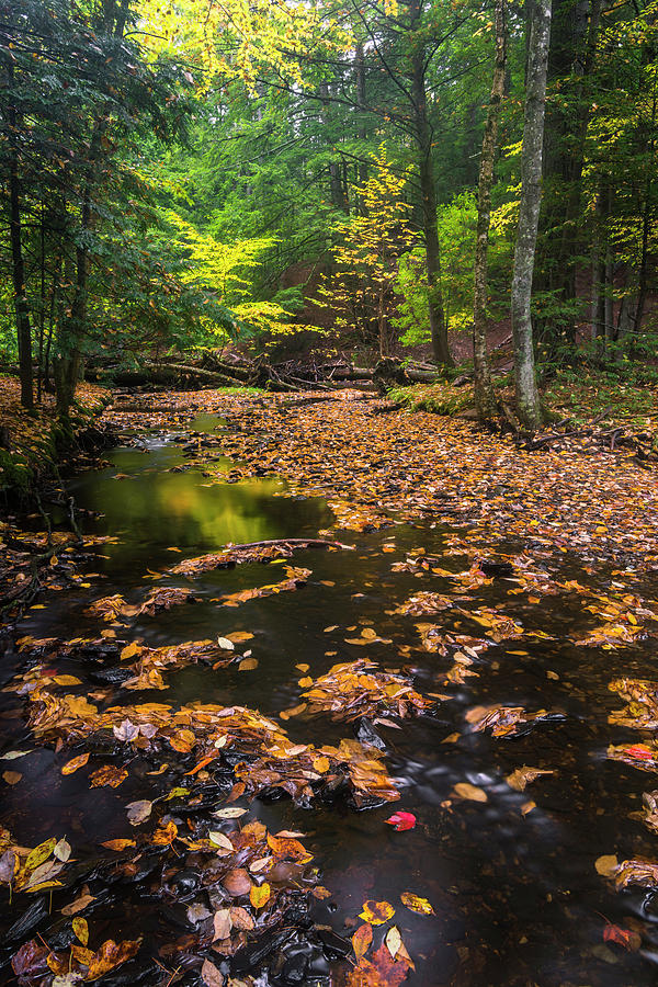 Maine New England Fall Foliage in Autumn Photograph by Ranjay Mitra