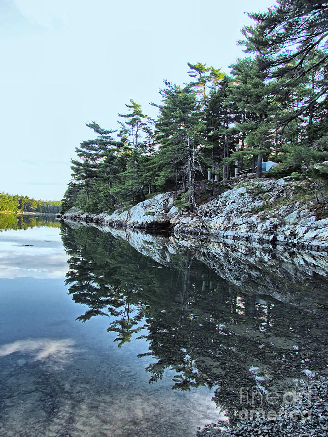 Tree Photograph - Maine Rocky Coast Reflections by Elizabeth Dow