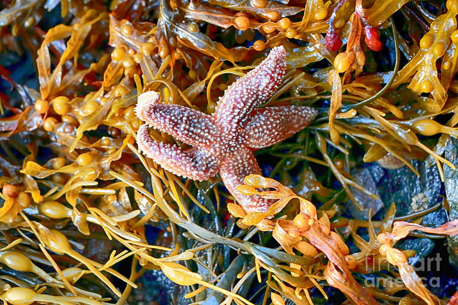 Maine Sea Star Photograph