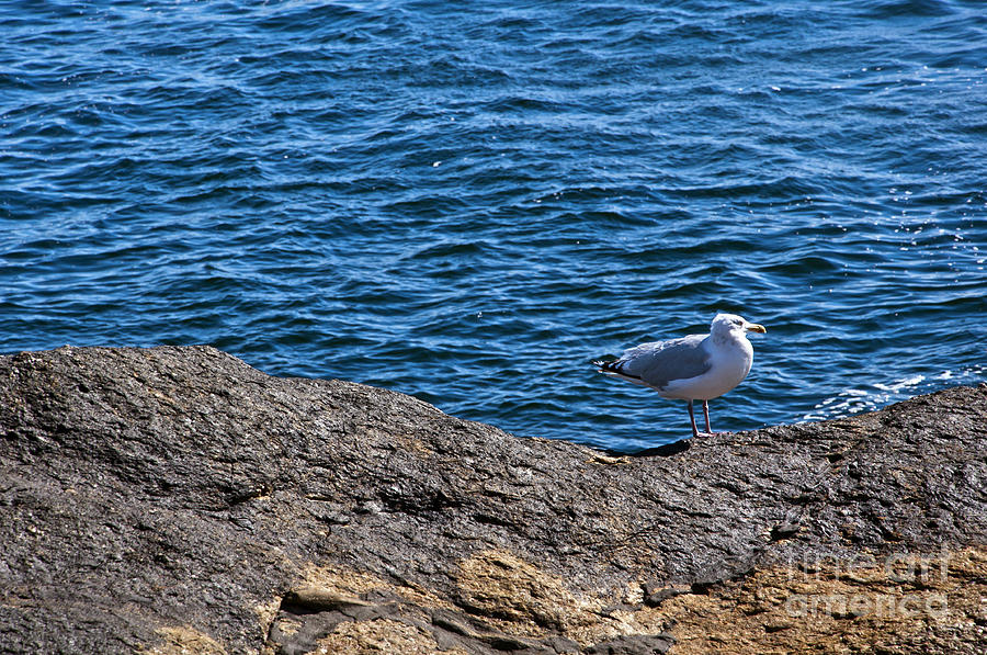 Maine Seagull Photograph by Glenn Gordon
