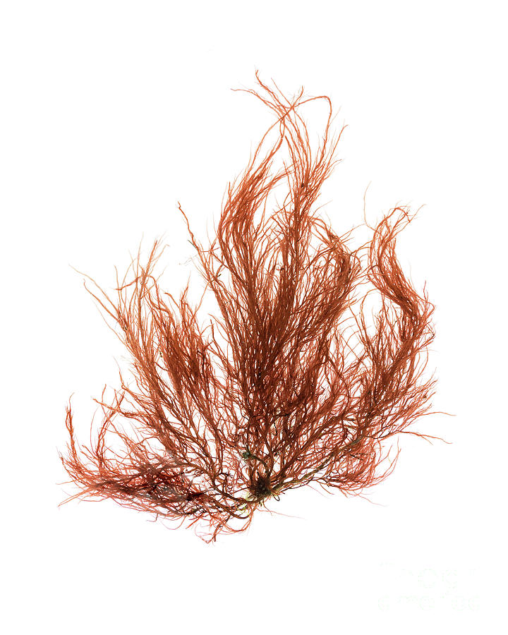 Maine seaweed Photograph by Jennifer Booher