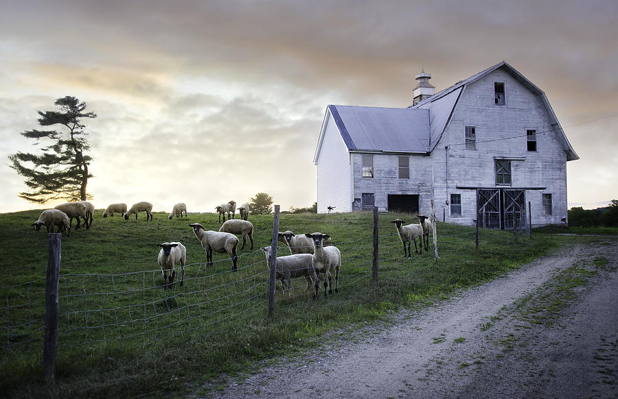 Maine Sheep Farm Photograph by Lisa Bryant