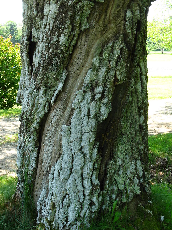 Maine Tree Trunk in Greenish Grays Photograph by Bill Tomsa