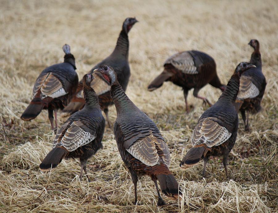 Maine Turkeys in Fall Photograph by Colleen Snow Fine Art America