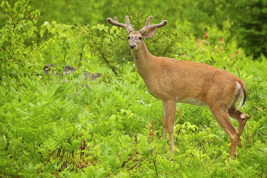 Maine White Tailed Deer Photograph by Sharon Fiedler | Fine Art America