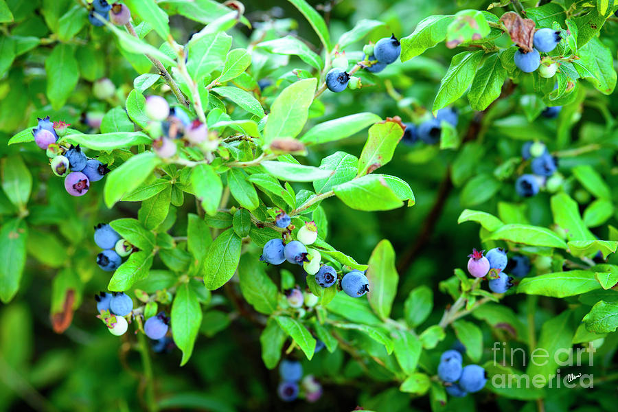 Maine Wild Blueberries II Photograph by Alana Ranney