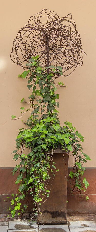 Maison Kammerzell Topiary Photograph by Teresa Mucha
