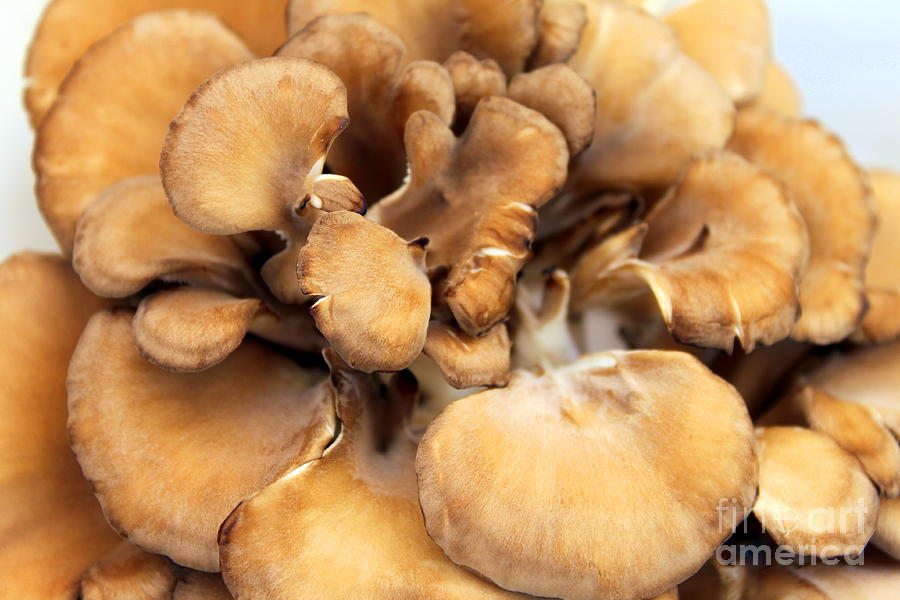 Maitake Mushrooms Photograph by Henrik Lehnerer