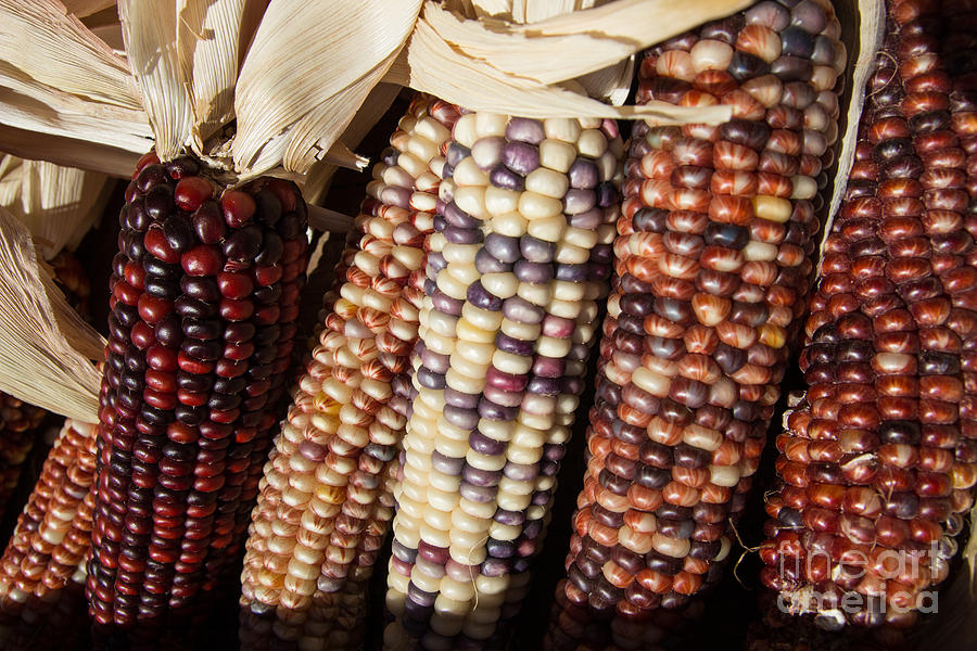 Maize Photograph by Suzanne Luft