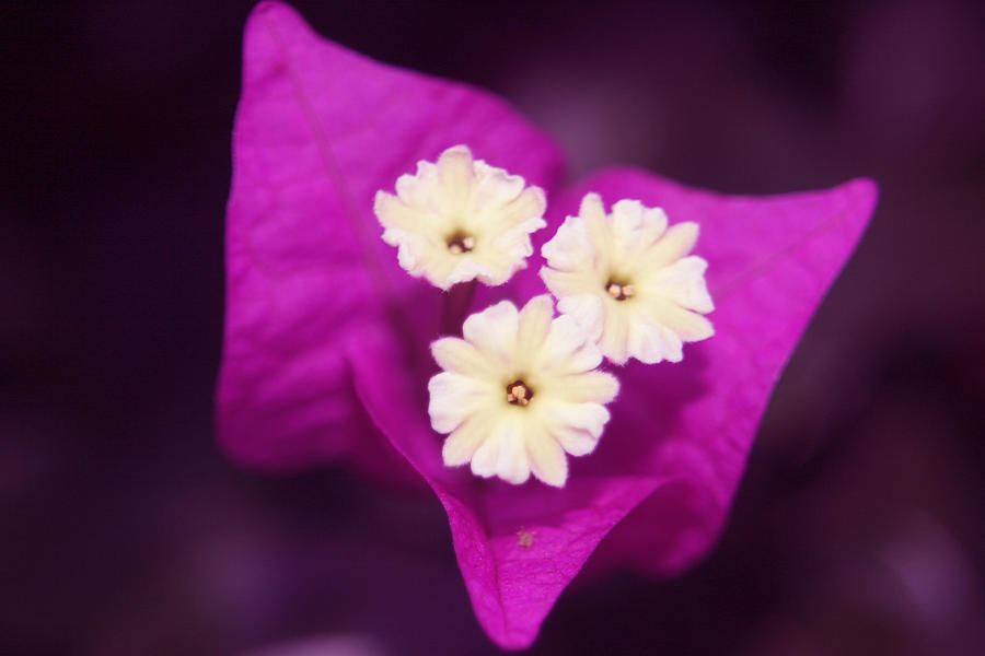 Majenta Flower Photograph By Helene Toro Pixels