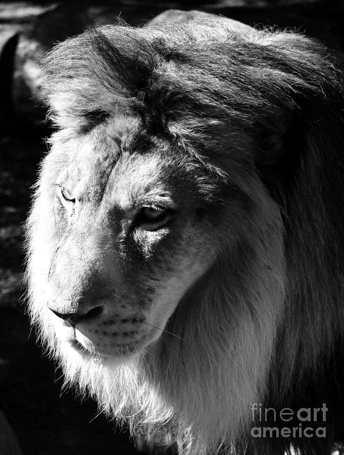Majestic African Lion Head Eyes Face and Mane Black and White Photograph by Shawn OBrien