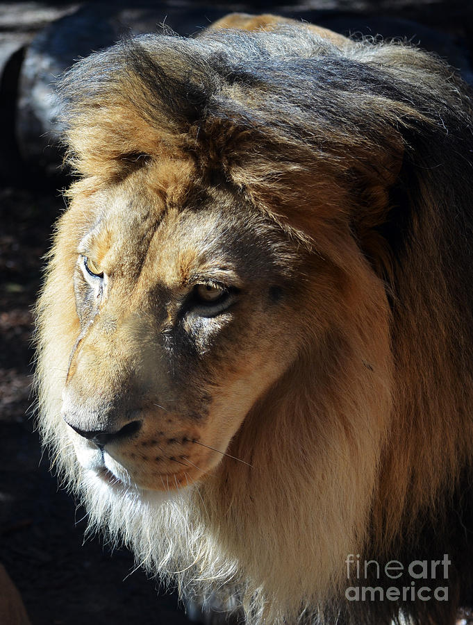 Majestic African Lion Head Eyes Face and Mane Photograph by Shawn OBrien