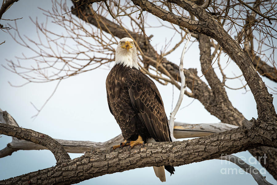 Majestic American Bald Eagle Standing on a tree branch looking at you Photograph by Phillip Rubino